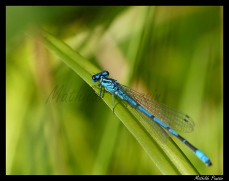 Agrion jouvencelle - Coenagrion puella